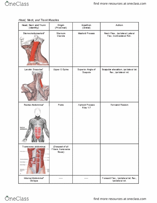 KINS 1223 Lecture Notes - Lecture 5: Pubic Symphysis, Linea Aspera, Lesser Trochanter thumbnail