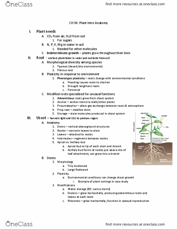 BISC208 Lecture Notes - Lecture 11: Axillary Bud, Phenotypic Plasticity, Indeterminate Growth thumbnail