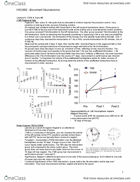 Kinesiology 3480 Lecture Notes - Lecture 6: Alpha Motor Neuron, Posterior Parietal Cortex, Transcranial Magnetic Stimulation thumbnail
