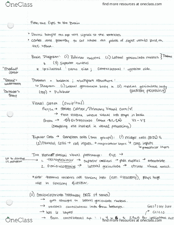 PSY 252 Lecture Notes - Lecture 6: Frontal Eye Fields, Visu, Ocular Dominance thumbnail