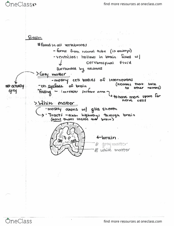 BIO 152 Lecture Notes - Lecture 9: Axon Hillock, List Of A Song Of Ice And Fire Characters, Spinal Cord thumbnail