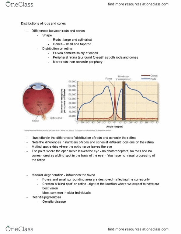 PSYC 2220 Lecture Notes - Lecture 2: Retina, Macular Degeneration, Retinitis Pigmentosa thumbnail