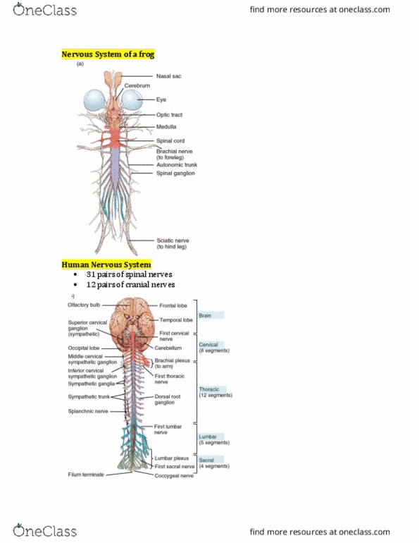 BISC306 Lecture Notes - Lecture 2: Dorsal Root Ganglion, Cerebrospinal Fluid, Dorsal Root Of Spinal Nerve thumbnail
