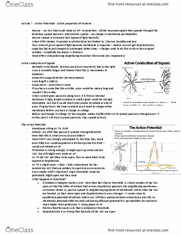 Anatomy and Cell Biology 4451F/G Lecture Notes - Lecture 7: Axon Hillock, Action Potential, Internal Resistance thumbnail