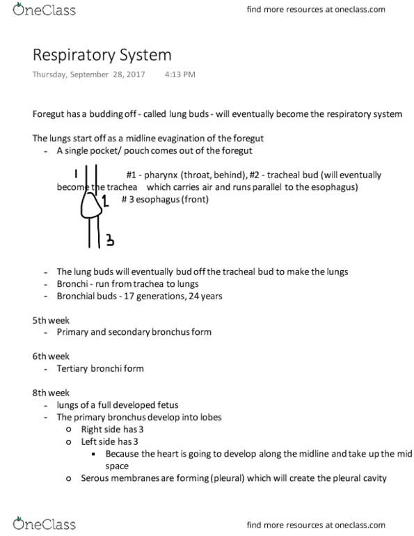 KINESIOL 2Y03 Lecture Notes - Lecture 3: Foregut, Endodermic Evagination, Bronchus thumbnail
