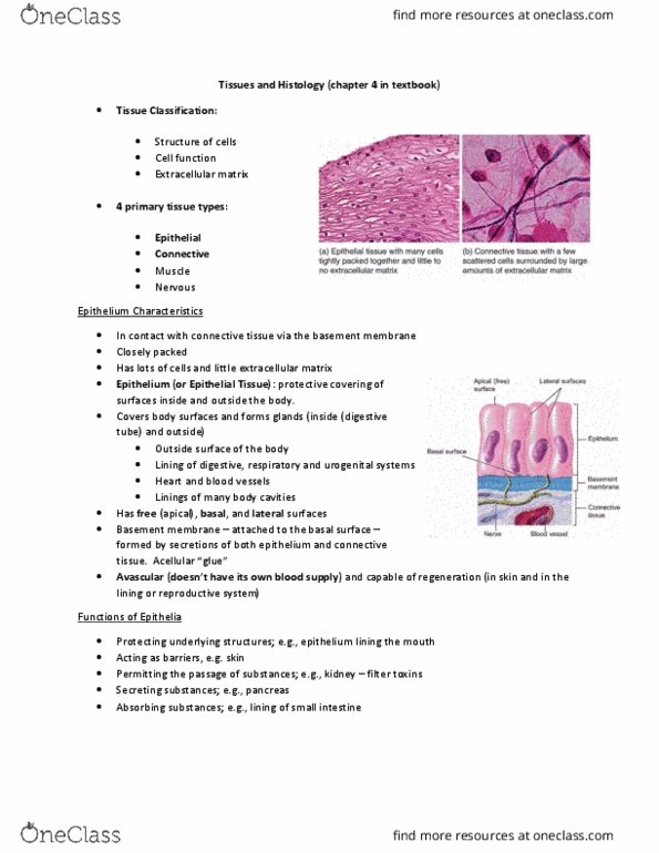 KINESIOL 1Y03 Lecture Notes - Lecture 9: Brush Border, Histology, Microvillus thumbnail
