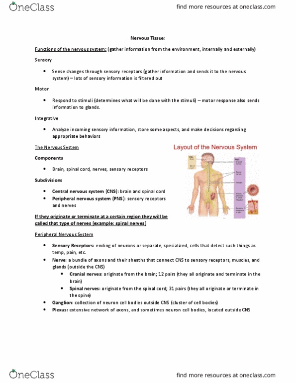 KINESIOL 1Y03 Lecture Notes - Lecture 11: Central Nervous System, Peripheral Nervous System, Spinal Nerve thumbnail