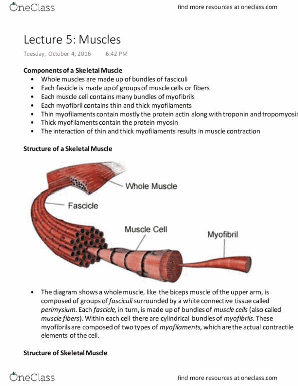 Physiology 1020 Lecture Notes - Lecture 5: Troponin T, Myofilament, Troponin C thumbnail