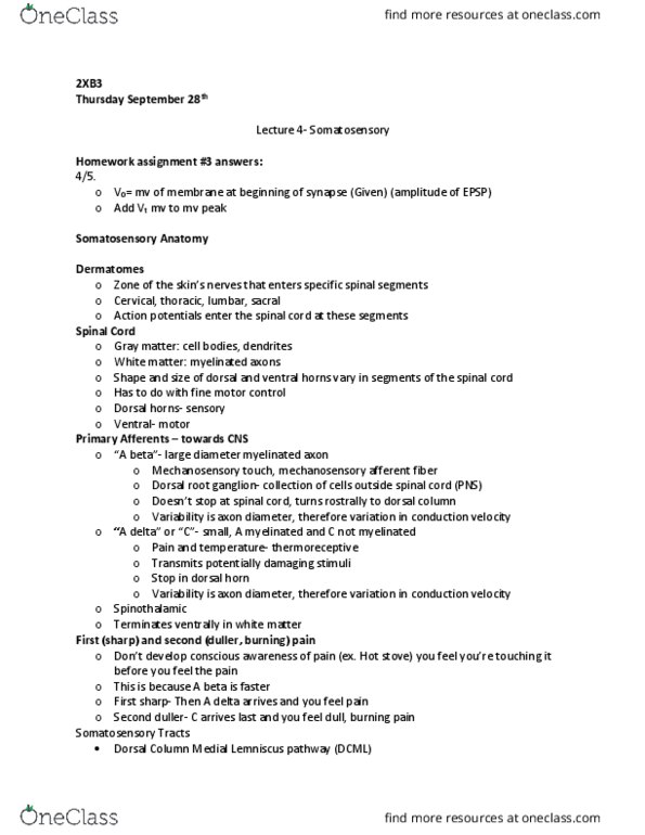 PNB 2XB3 Lecture Notes - Lecture 4: Lamellar Corpuscle, Dorsal Root Ganglion, Posterior Grey Column thumbnail