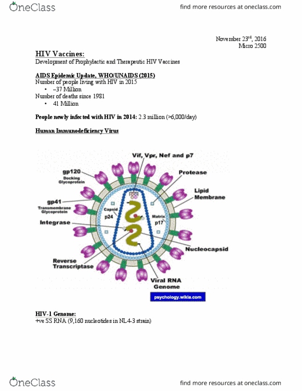 Microbiology and Immunology 2500A/B Lecture Notes - Lecture 25: Hiv Vaccine, Pneumocystis Jirovecii, Subtypes Of Hiv thumbnail