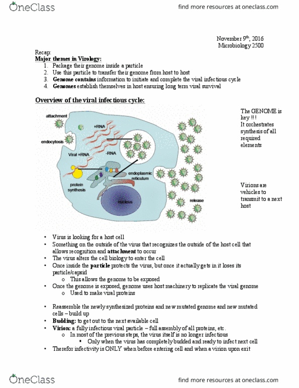 Microbiology and Immunology 2500A/B Lecture Notes - Lecture 19: Influenza Vaccine, Measles Virus, Cytopathic Effect thumbnail