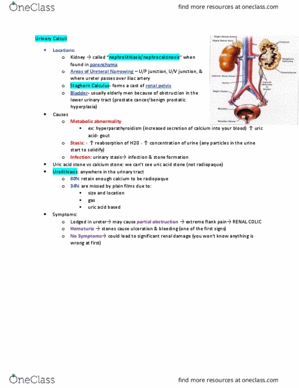 MEDRADSC 3J03 Lecture Notes - Lecture 4: Urinary Retention, Kidney Stone Disease, Renal Pelvis thumbnail