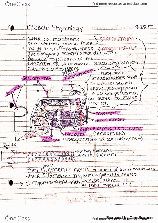 ANS 205 Lecture 11: Muscle Physiology thumbnail
