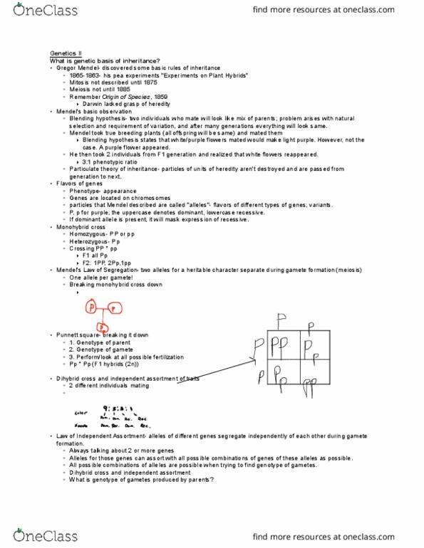 BIO 115 Lecture Notes - Lecture 11: Punnett Square, Gamete, Meiosis thumbnail