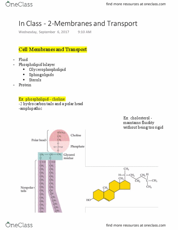 BISC306 Lecture Notes - Lecture 2: Osmotic Concentration, Glycerophospholipid, Choline thumbnail