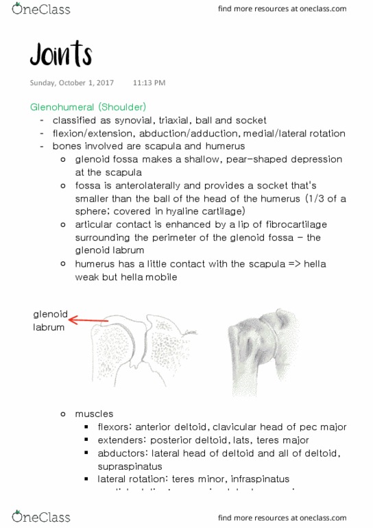 ANAT 315 Lecture Notes - Lecture 8: Glenoid Labrum, Coracohumeral Ligament, Levator Scapulae Muscle thumbnail