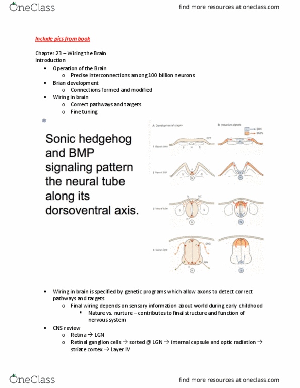NSCI320 Chapter Notes - Chapter 23: Radial Glial Cell, Axon Guidance, Visual Cortex thumbnail