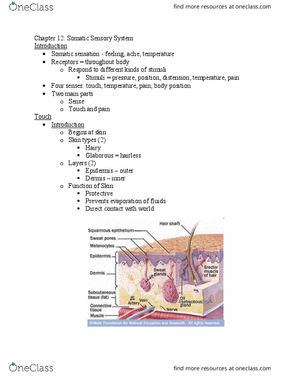 NSCI320 Chapter Notes - Chapter 12: Dorsal Root Ganglion, Spinal Trigeminal Nucleus, Lamellar Corpuscle thumbnail