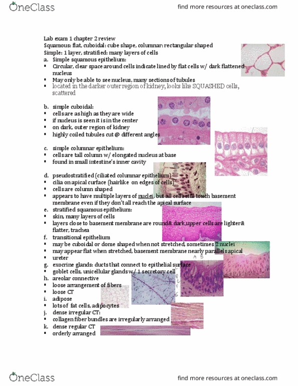 ANAT-A 215 Lecture Notes - Lecture 4: Stratified Squamous Epithelium, Simple Squamous Epithelium, Simple Columnar Epithelium thumbnail