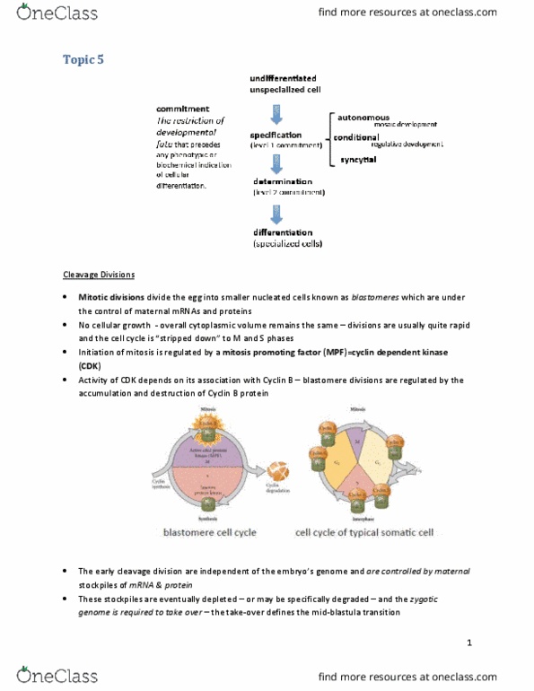 BIOL303 Lecture Notes - Lecture 5: Cyclin-Dependent Kinase, Spindle Apparatus, Polarity In Embryogenesis thumbnail