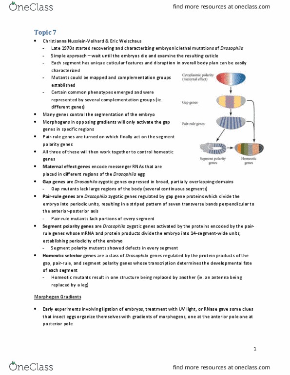 BIOL303 Lecture Notes - Lecture 7: Gap Gene, Receptor Tyrosine Kinase, Morphogen thumbnail