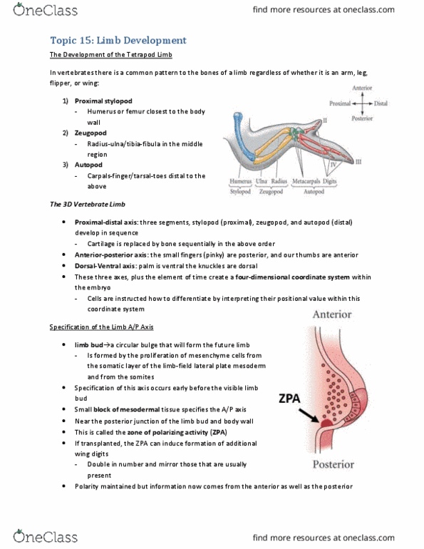 BIOL303 Lecture Notes - Lecture 17: Lateral Plate Mesoderm, Limb Bud, Zone Of Polarizing Activity thumbnail