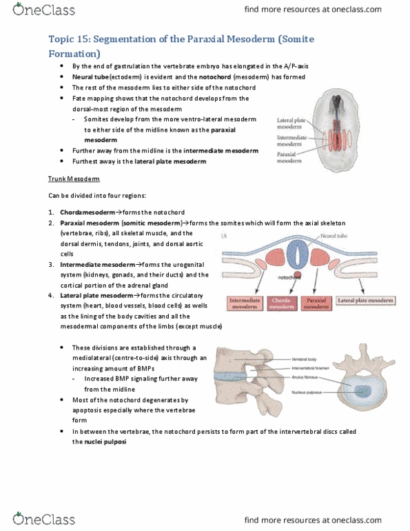 BIOL303 Lecture Notes - Lecture 15: Paraxial Mesoderm, Lateral Plate Mesoderm, Intermediate Mesoderm thumbnail