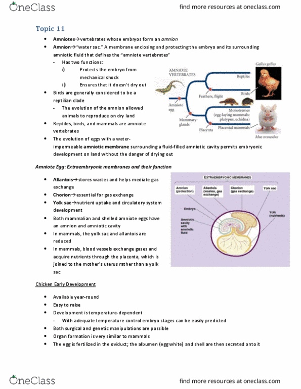 BIOL303 Lecture Notes - Lecture 11: Primitive Streak, Amniotic Sac, Hypoblast thumbnail
