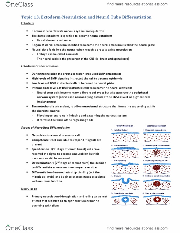 BIOL303 Lecture Notes - Lecture 13: Neural Tube Defect, Neurulation, Neural Crest thumbnail