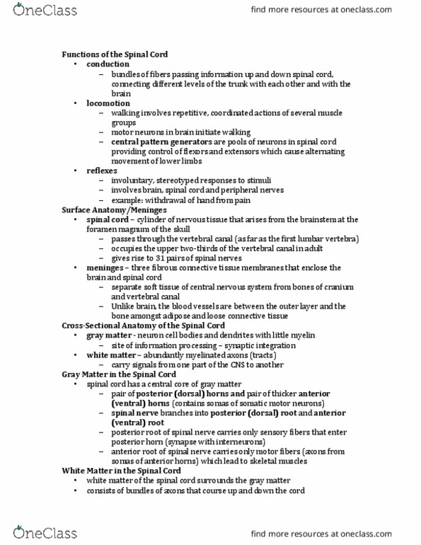 BIOL 1117 Lecture Notes - Lecture 7: Loose Connective Tissue, Upper Motor Neuron, Foramen Magnum thumbnail