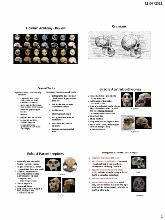 ANTA01H3 Lecture Notes - Foramen Magnum, Sagittal Crest, Diastema thumbnail