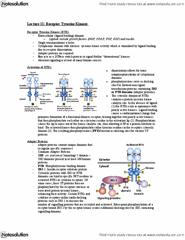 Biology 2382B Lecture Notes - Lecture 11: Gtpase, Sarcoma, Platelet-Derived Growth Factor thumbnail