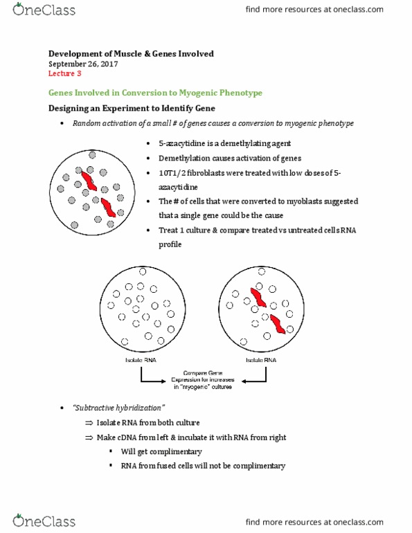 Physiology 4640A/B Lecture Notes - Lecture 3: Notochord, Paracrine Signalling, Myf6 thumbnail