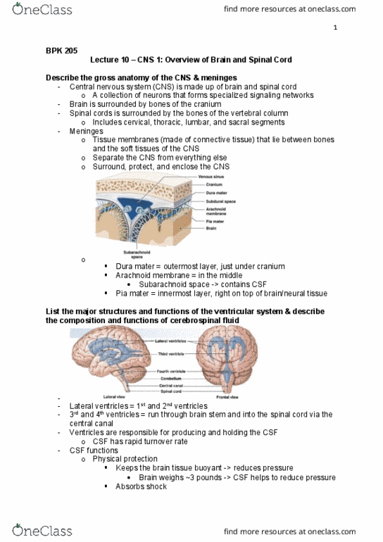 BPK 205 Lecture Notes - Lecture 10: Gross Anatomy, White Matter, Choroid Plexus thumbnail