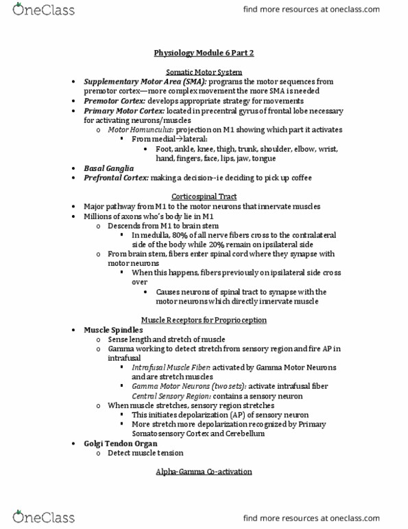 Physiology 2130 Lecture Notes - Lecture 6: Thalamus, Interneuron, Autonomic Nervous System thumbnail