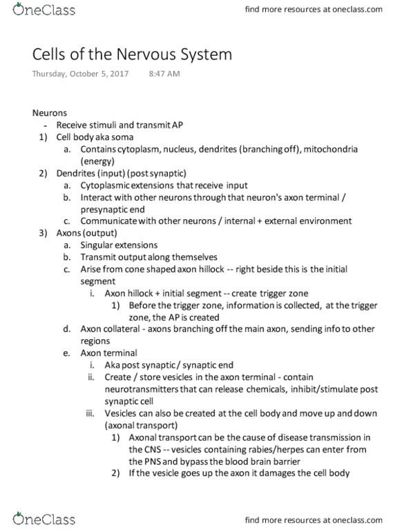 KINESIOL 2Y03 Lecture Notes - Lecture 12: Nerve Tract, White Matter, Phagocytosis thumbnail