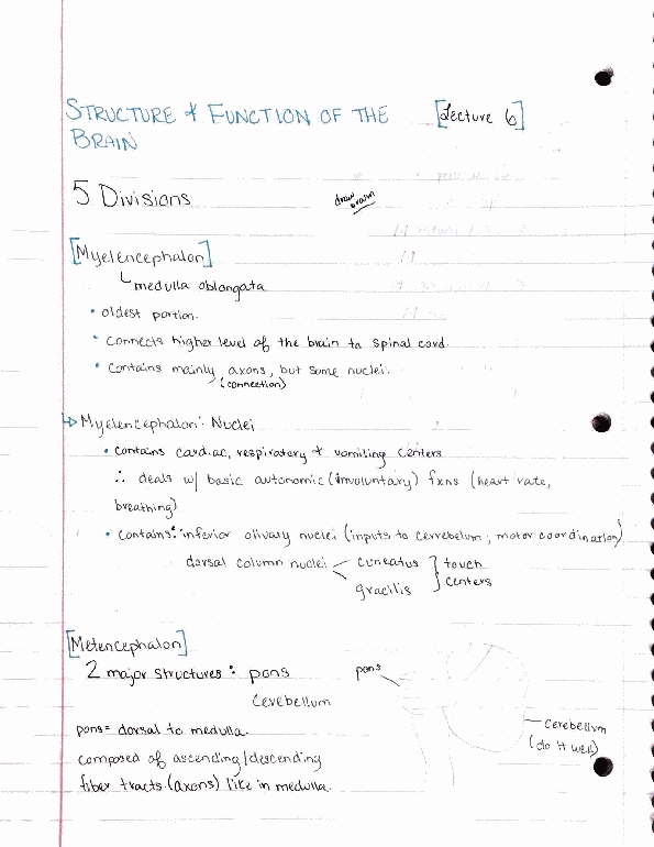 BCS 110 Lecture 6: Structure and function of the brain thumbnail