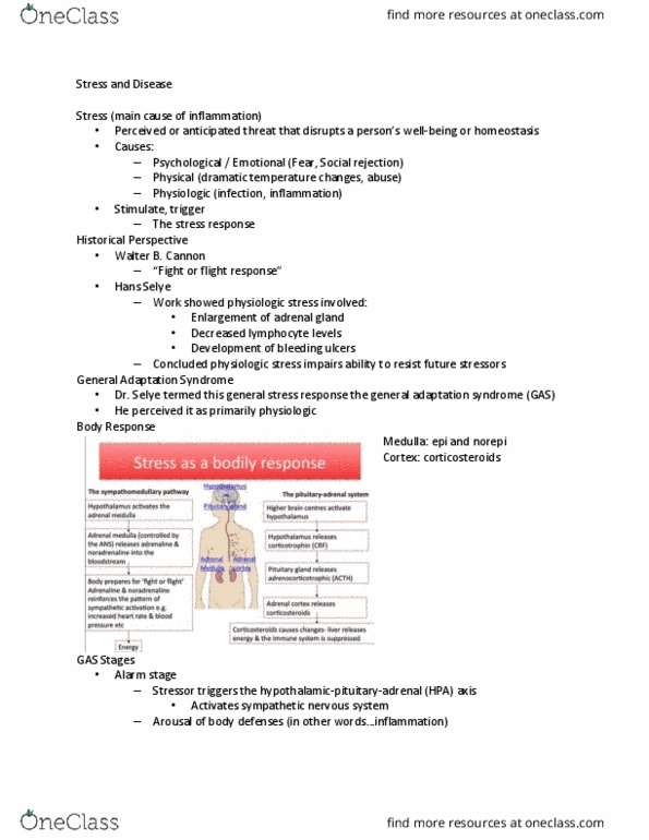 NURS 3220 Lecture Notes - Lecture 8: Bone Density, Bronchodilator, Thyroid Hormones thumbnail