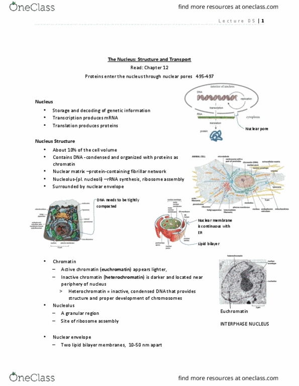 BIOL 2520 Lecture Notes - Lecture 5: Rcc1, Karyopherin, Enzyme thumbnail