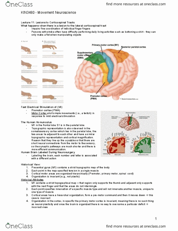 Kinesiology 3480 Lecture Notes - Lecture 11: Premotor Cortex, Dysmelia, Precentral Gyrus thumbnail
