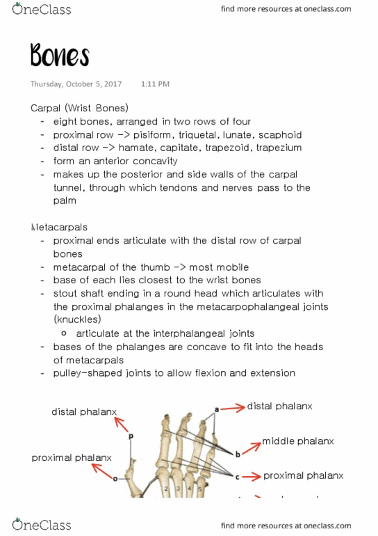 ANAT 315 Lecture Notes - Lecture 12: Carpal Tunnel, Metacarpal Bones, Pisiform Bone thumbnail