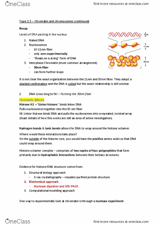 BIOL 200 Lecture Notes - Lecture 14: Lysine, Mitosis, Adenine thumbnail