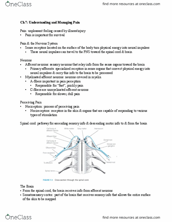 PSY 325 Lecture Notes - Lecture 7: Prostaglandin, Chronic Pain, Bradykinin thumbnail
