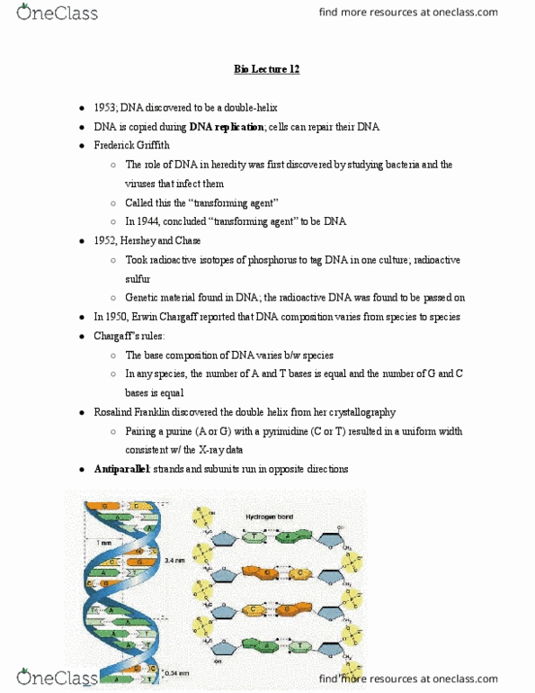 BIO 121 Lecture Notes - Lecture 12: Dna Ligase, Purine, Okazaki Fragments thumbnail