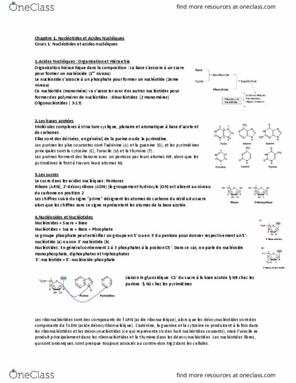 BIOCH330 Lecture Notes - Lecture 1: Pentose, Pyrimidine, Purine thumbnail