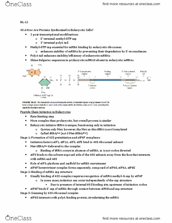 Biochemistry 3381A Chapter Notes - Chapter 30.6: Start Codon, Reticulocyte, Eef2 thumbnail