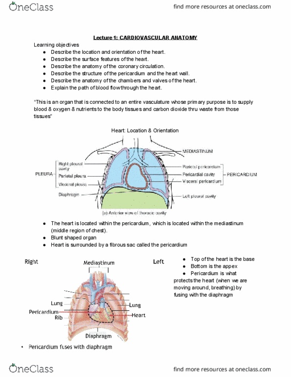HTHSCI 1H06 Lecture Notes - Lecture 1: Sternal Angle, Papillary Muscle, Coronary Sinus thumbnail