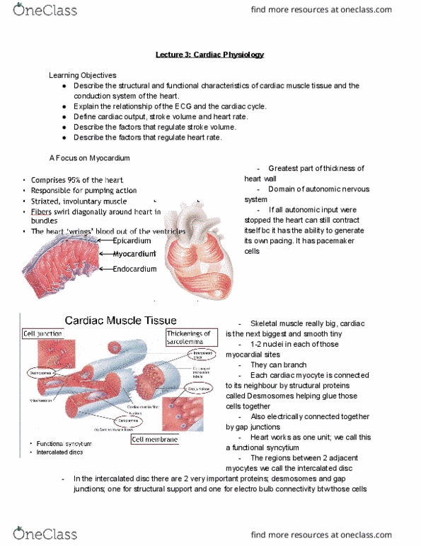 HTHSCI 1H06 Lecture Notes - Lecture 3: Resting Potential, Skeletal Muscle, Sodium Channel thumbnail