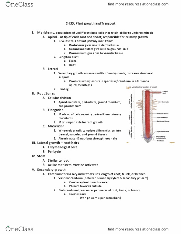 BISC208 Lecture Notes - Lecture 13: Capillary Action, Stoma, Passive Transport thumbnail