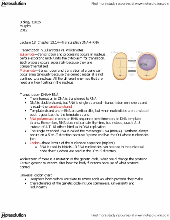 Biology 1202B Lecture Notes - Lecture 13: Start Codon, Messenger Rna, Rubik'S Revenge thumbnail